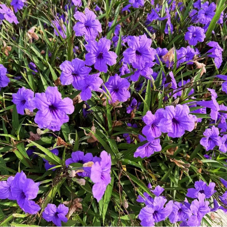 Purple Mexican Petunia for sale in Orlando, Florida