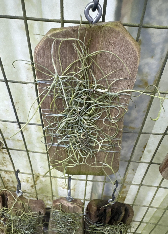 Jingle Bell Orchid Mounted for sale in Orlando, Florida