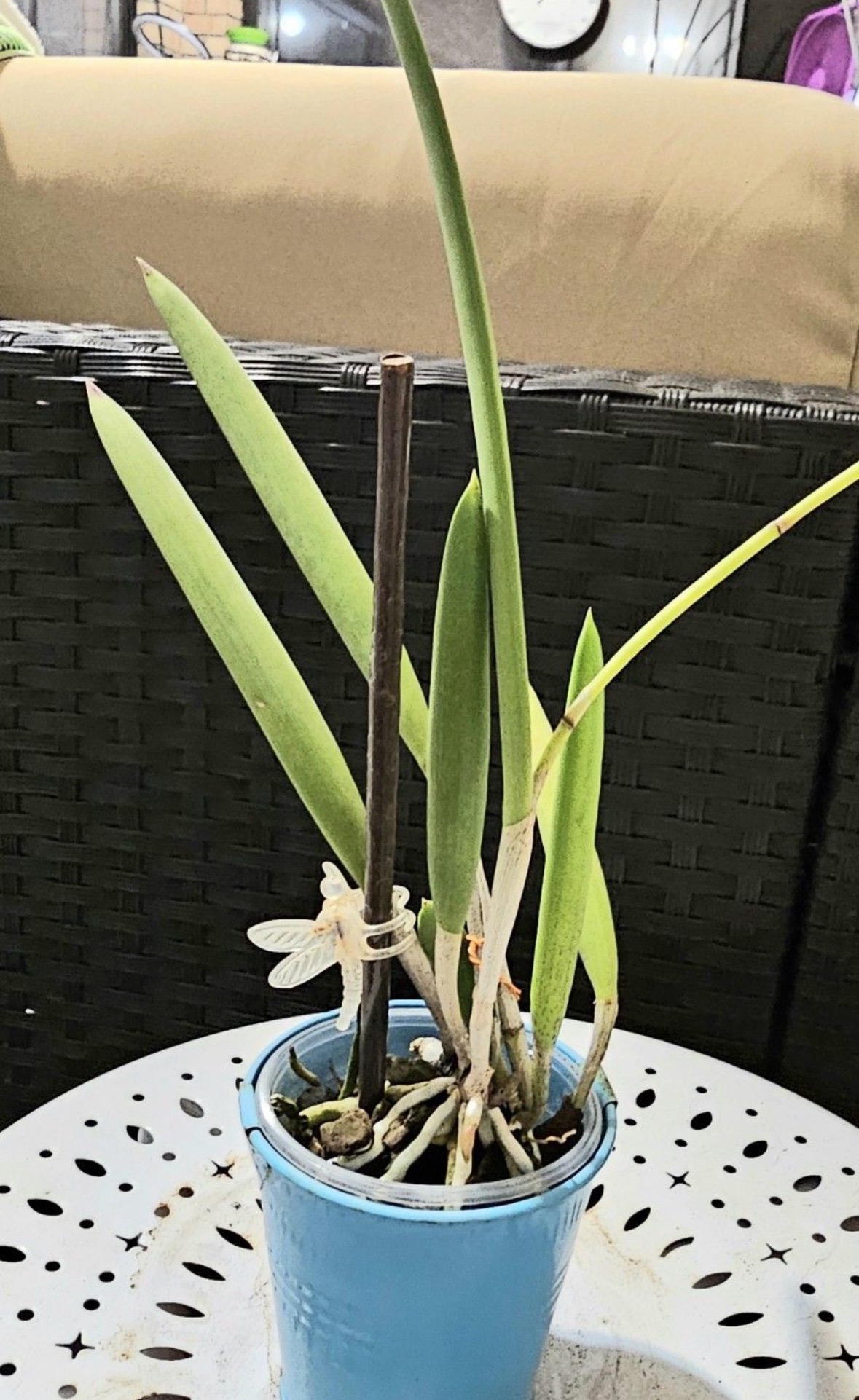 Fragrant Brassavola Nodosa Orchid (“Lady of the Night”) – Healthy Starter! for sale in Hialeah, Florida