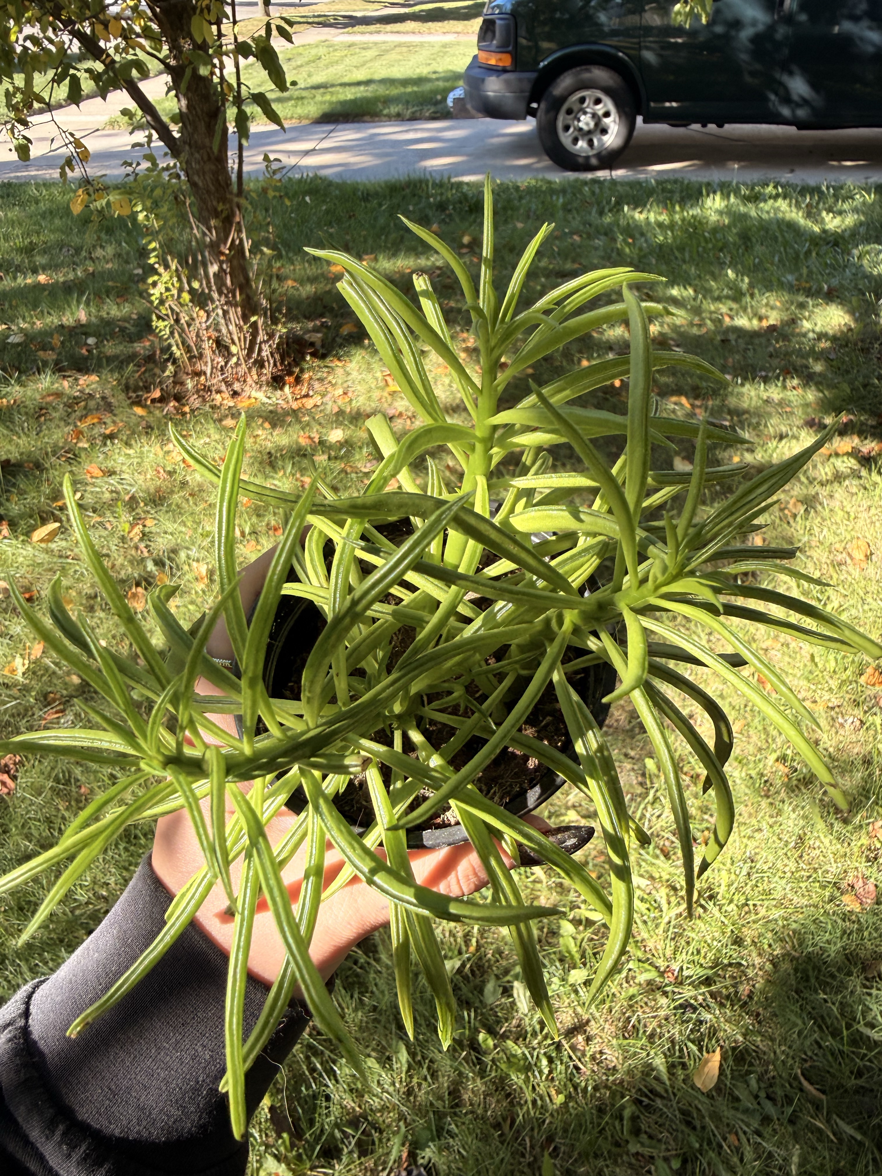 Peperomia ‘Happy Bean’ in 4” Pot for sale in Lakewood, Ohio