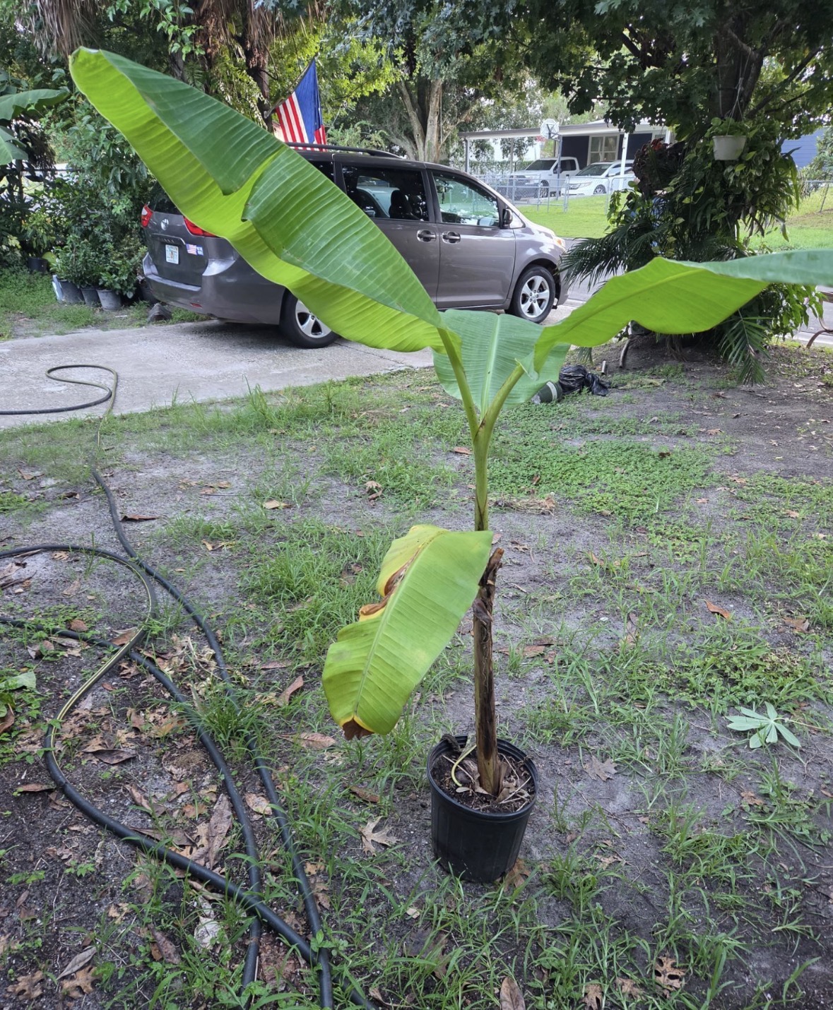 Platano Macho Plant Banana for sale in Hialeah, Florida