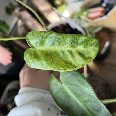 Patty’s Granny Planties - Drop-In Visits - Redford Township, MI 48240