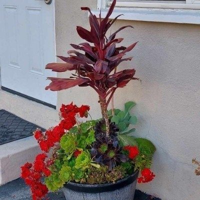 Kyo the Plant Lady - In-Home Plant Sitting - Chatsworth, CA 91311